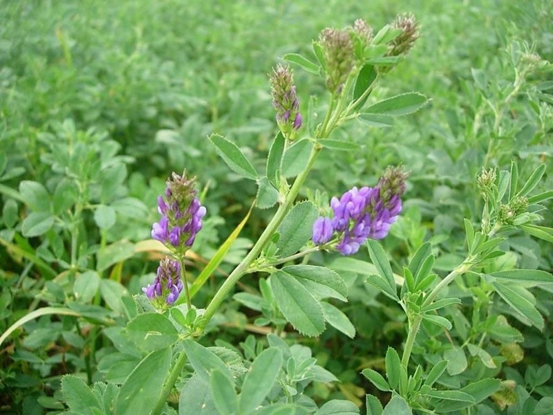 Besonderheiten des Anbaus von Luzerne als Gründüngung auf Gartenbeeten