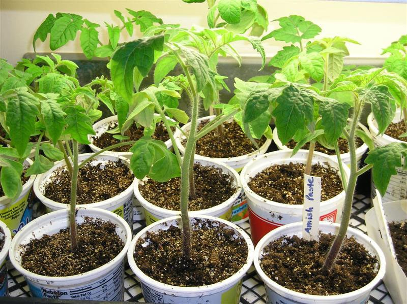 Erde mit Sägemehl für Tomatensetzlinge – Zubereitungsmethoden und Nutzen des nährstoffreichen Substrats