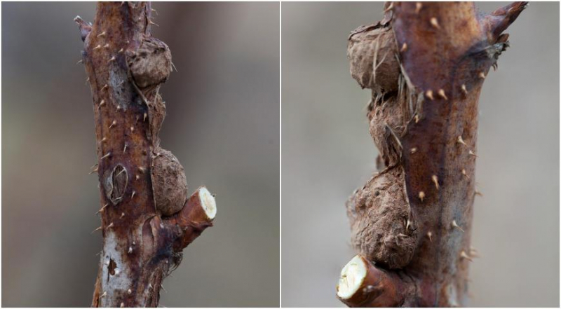 Die gefährlichsten Krankheiten und Schädlinge von Himbeeren