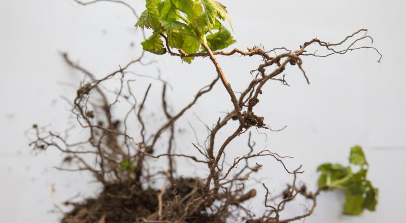 Die gefährlichsten Krankheiten und Schädlinge von Himbeeren
