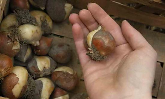 Tulpen sind verblüht, was nun? So bewahren und pflanzen Sie die Zwiebeln ein