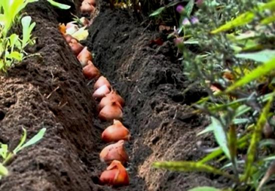 Tulpen sind verblüht, was nun? So bewahren und pflanzen Sie die Zwiebeln ein