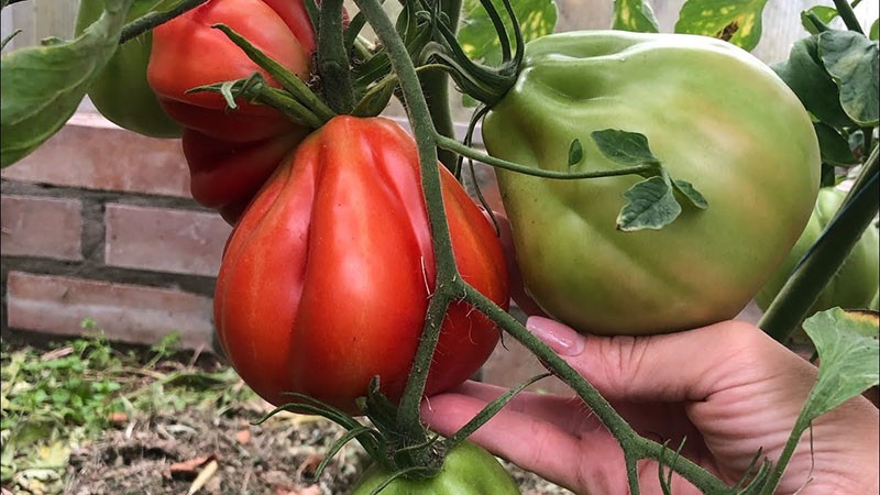 Die Tomate Puzata Chata wird Sie mit Früchten von ungewöhnlicher gerippter Form überraschen.