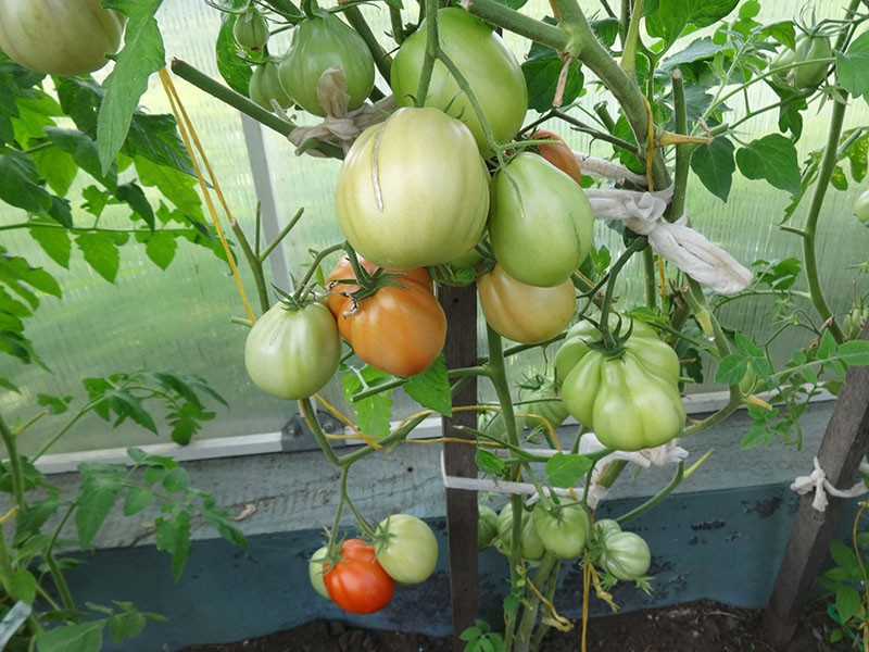 Die Tomate Puzata Chata wird Sie mit Früchten von ungewöhnlicher gerippter Form überraschen.
