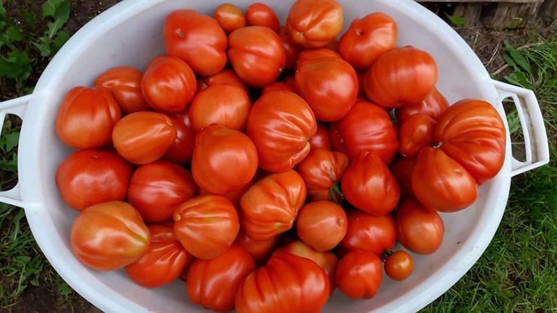 Die Tomate Puzata Chata wird Sie mit Früchten von ungewöhnlicher gerippter Form überraschen.