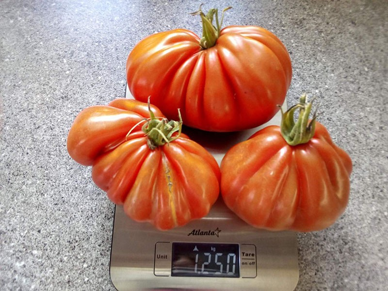 Die Tomate Puzata Chata wird Sie mit Früchten von ungewöhnlicher gerippter Form überraschen.