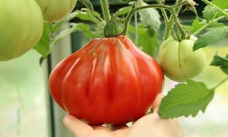 Die Tomate Puzata Chata wird Sie mit Früchten von ungewöhnlicher gerippter Form überraschen.
