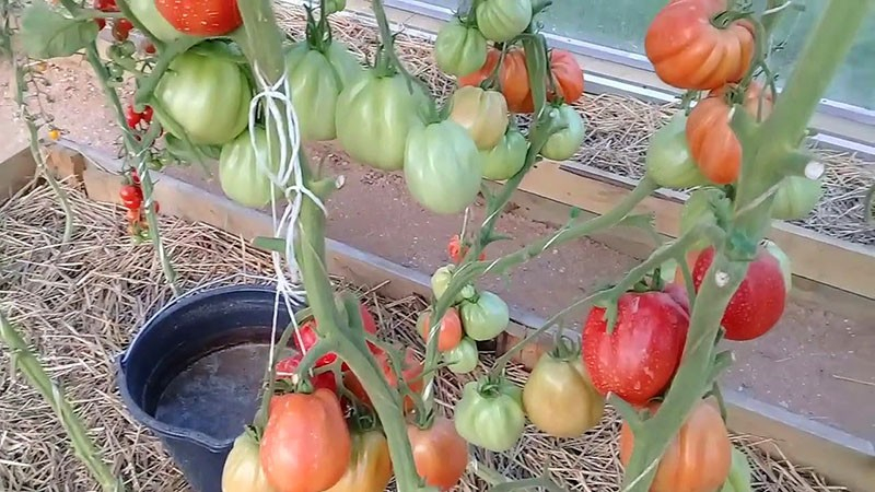 Die Tomate Puzata Chata wird Sie mit Früchten von ungewöhnlicher gerippter Form überraschen.