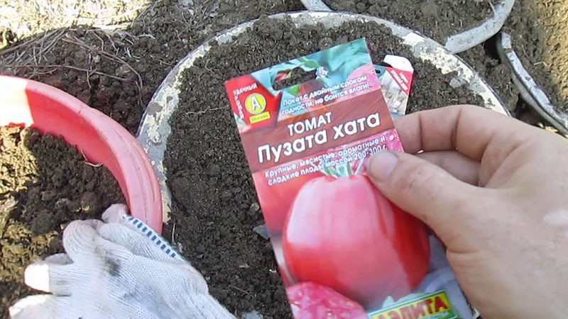 Die Tomate Puzata Chata wird Sie mit Früchten von ungewöhnlicher gerippter Form überraschen.