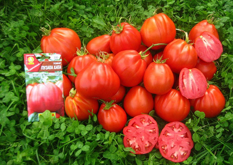 Die Tomate Puzata Chata wird Sie mit Früchten von ungewöhnlicher gerippter Form überraschen.