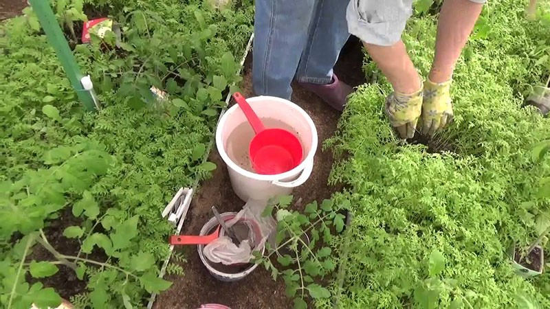 Wir verbessern unsere Beete durch die Aussaat von Gründüngung für Tomaten.