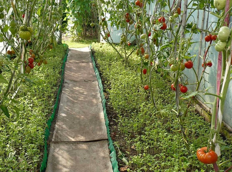 Wir verbessern unsere Beete durch die Aussaat von Gründüngung für Tomaten.