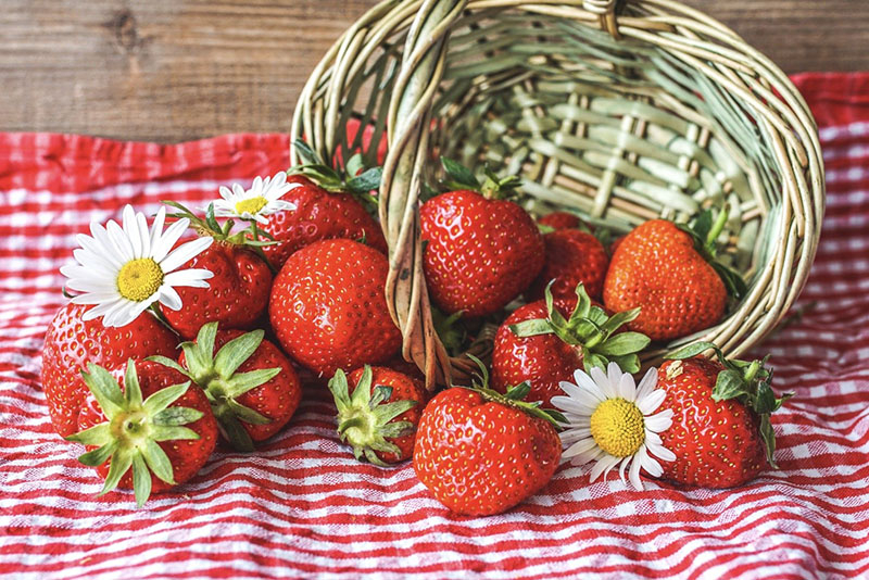Wir wählen und säen die besten Gründüngungspflanzen für Erdbeeren
