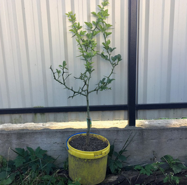 Wir bauen zu Hause die nördliche Zitruspflanze Poncirus trifoliata an.