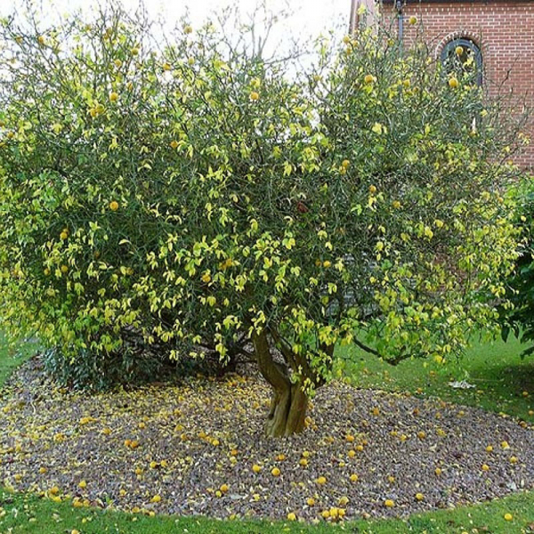 Wir bauen zu Hause die nördliche Zitruspflanze Poncirus trifoliata an.