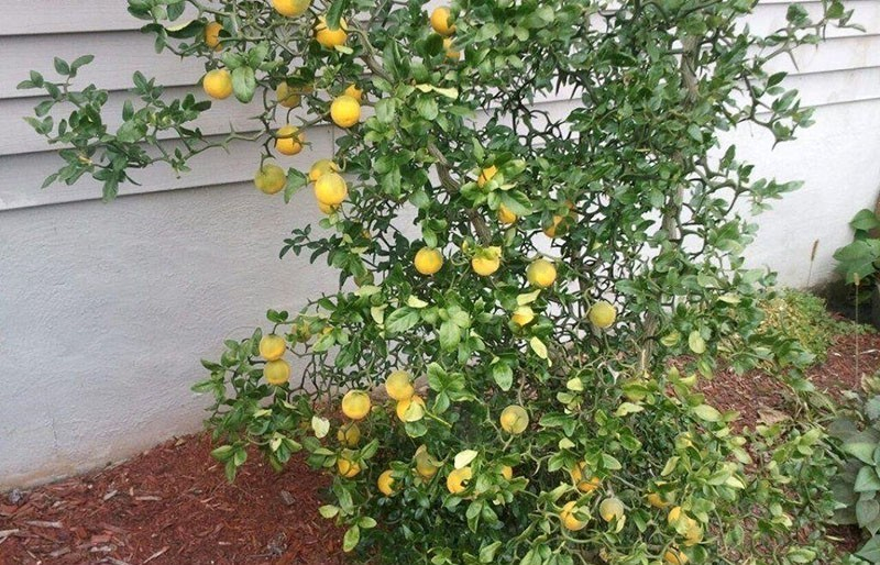 Wir bauen zu Hause die nördliche Zitruspflanze Poncirus trifoliata an.