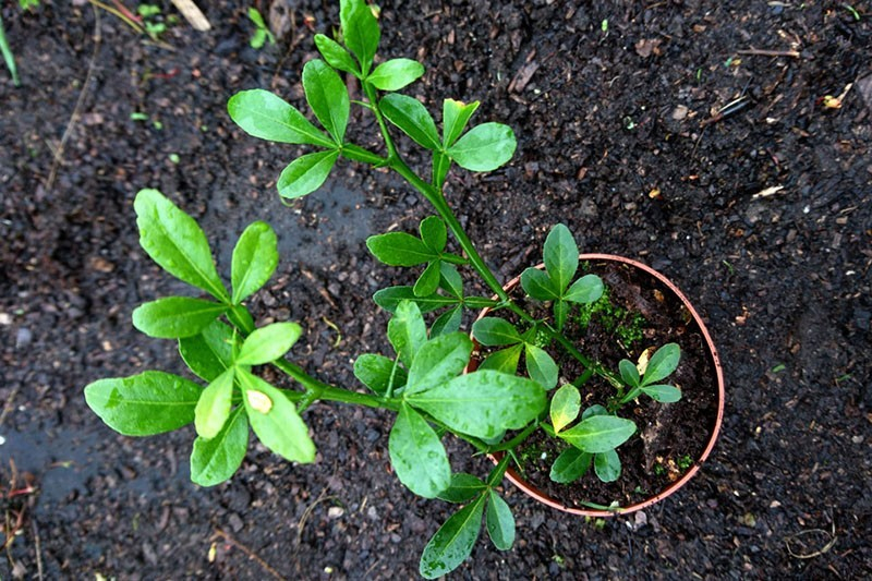 Wir bauen zu Hause die nördliche Zitruspflanze Poncirus trifoliata an.