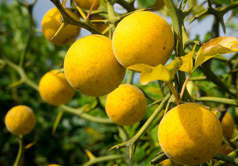 Wir bauen zu Hause die nördliche Zitruspflanze Poncirus trifoliata an.