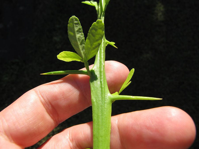 Wir bauen zu Hause die nördliche Zitruspflanze Poncirus trifoliata an.