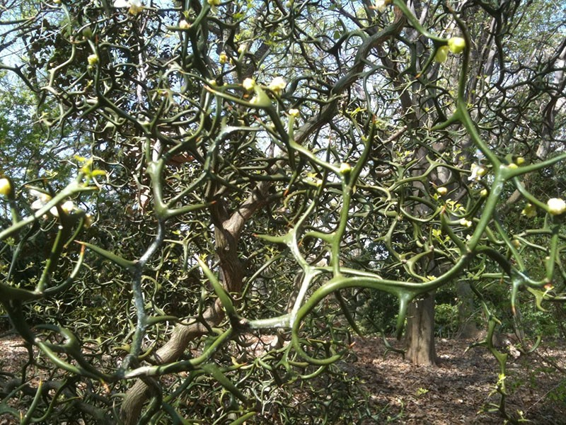 Wir bauen zu Hause die nördliche Zitruspflanze Poncirus trifoliata an.