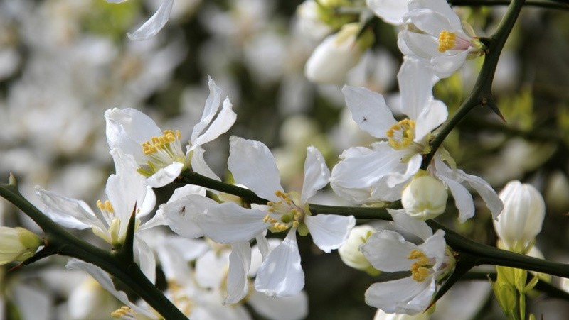 Wir bauen zu Hause die nördliche Zitruspflanze Poncirus trifoliata an.