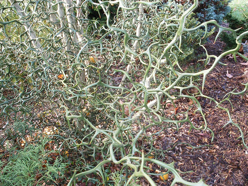 Wir bauen zu Hause die nördliche Zitruspflanze Poncirus trifoliata an.