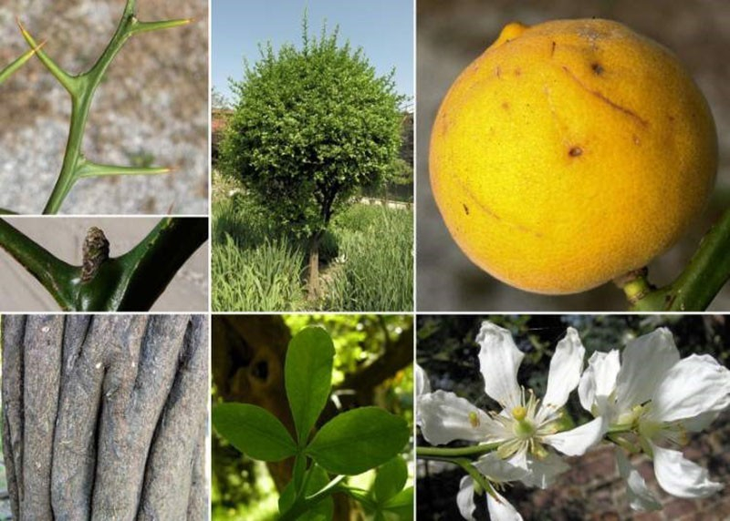 Wir bauen zu Hause die nördliche Zitruspflanze Poncirus trifoliata an.