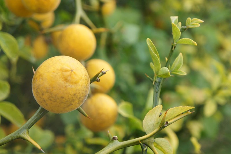 Wir bauen zu Hause die nördliche Zitruspflanze Poncirus trifoliata an.