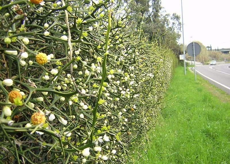 Wir bauen zu Hause die nördliche Zitruspflanze Poncirus trifoliata an.