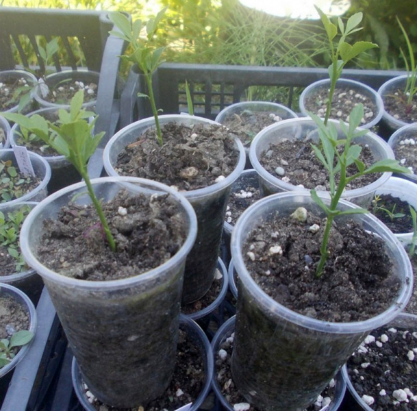 Wir bauen zu Hause die nördliche Zitruspflanze Poncirus trifoliata an.