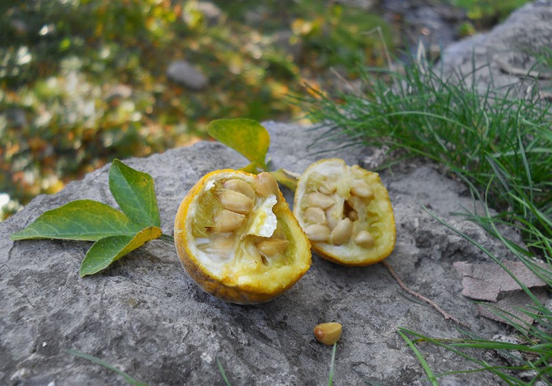 Wir bauen zu Hause die nördliche Zitruspflanze Poncirus trifoliata an.