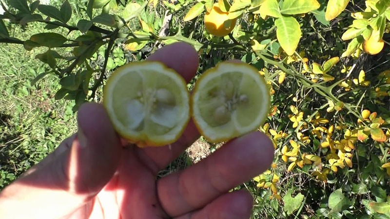 Wir bauen zu Hause die nördliche Zitruspflanze Poncirus trifoliata an.