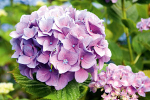 Sinfonie im Garten: Warum Hortensie und Wacholder die ideale Kombination sind