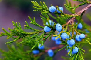 Sinfonie im Garten: Warum Hortensie und Wacholder die ideale Kombination sind