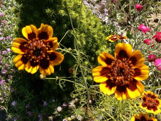 Die Prärieblume Kosmidium und ihr Anbau aus Samen