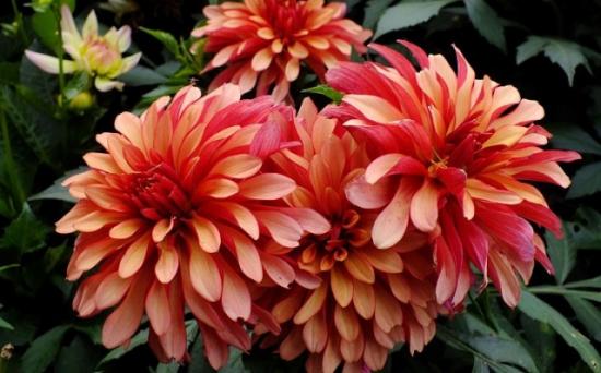 Dahlie Gelleri Valentin: Besonderheiten beim Anbau der Blume