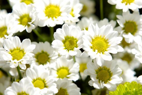Margeriten-Chrysantheme: Beschreibung der Art und Anbauregeln