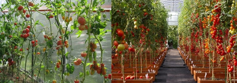 Indeterminierte Tomatensorten: Was sie sind und wie sie sich von anderen Tomatensorten unterscheiden