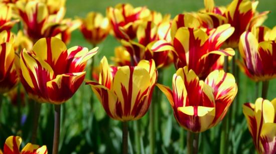 Tulpenzwiebel: Richtiges Auspflanzen und Lagern
