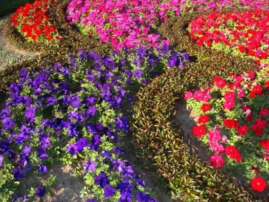 Auf welche duftenden Blumen für den Garten sollten Sie achten?