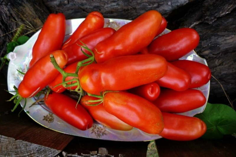 Originelle Tomatensorte Fljaschen mit flaschenförmigen Früchten