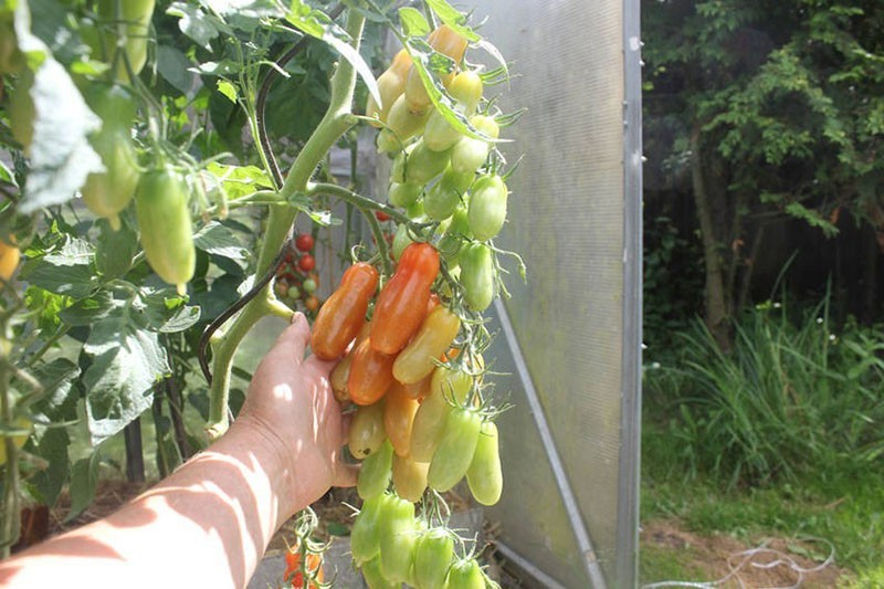 Originelle Tomatensorte Fljaschen mit flaschenförmigen Früchten