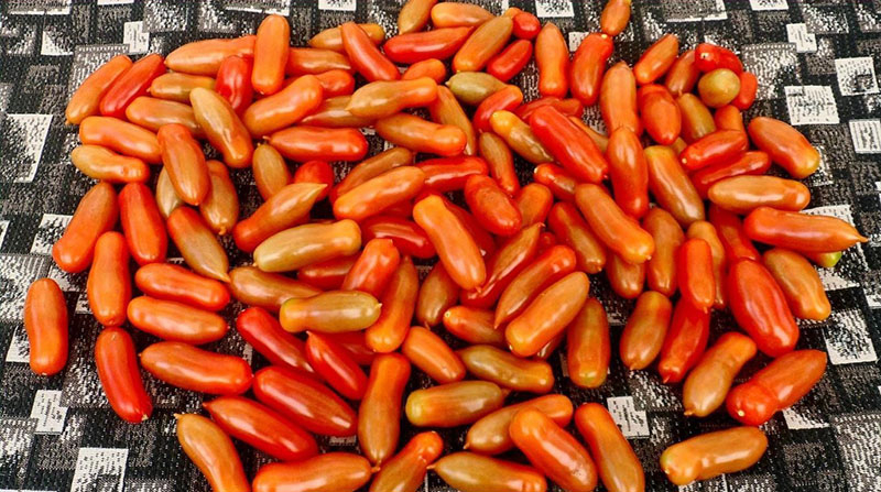 Originelle Tomatensorte Fljaschen mit flaschenförmigen Früchten
