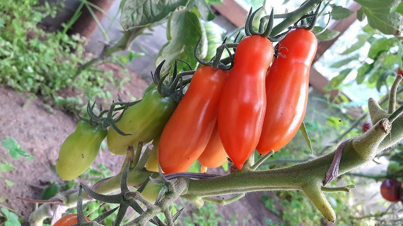 Originelle Tomatensorte Fljaschen mit flaschenförmigen Früchten