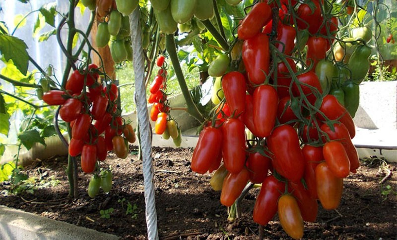 Originelle Tomatensorte Fljaschen mit flaschenförmigen Früchten