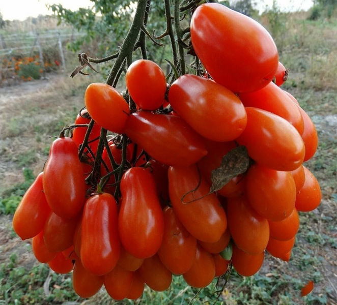 Originelle Tomatensorte Fljaschen mit flaschenförmigen Früchten