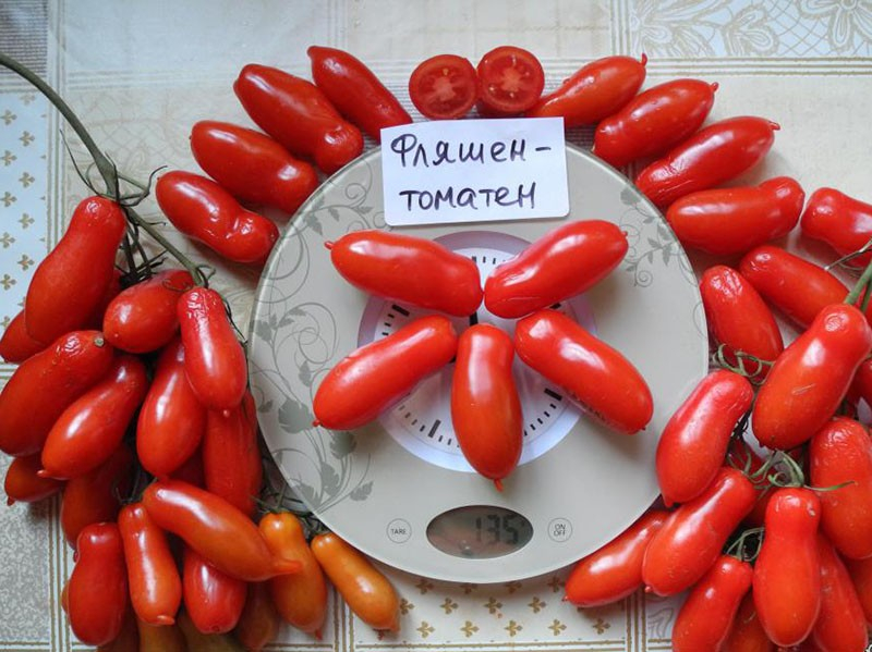 Originelle Tomatensorte Fljaschen mit flaschenförmigen Früchten