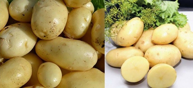 Die superfrühe Kartoffelsorte Impala auf Ihren Beeten