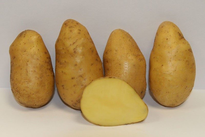 Die superfrühe Kartoffelsorte Impala auf Ihren Beeten