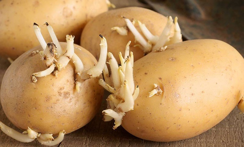 Die superfrühe Kartoffelsorte Impala auf Ihren Beeten